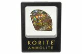 Iridescent Ammolite (Fossil Ammonite Shell) - Rainbow Colored #336294-1